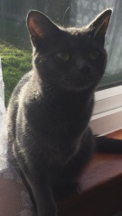 Where did you get your cat/s from?