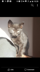 Tales and Tails and NMCs  -  the Excellent Cats March On