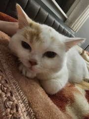 Advice needed for situation with poorly cat