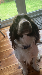 A dog photo thread - please share your pics