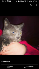 Tales and Tails and NMCs  -  the Excellent Cats March On