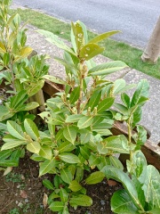 Are my Laurel's fooked?!