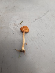 Mushrooms in grass!