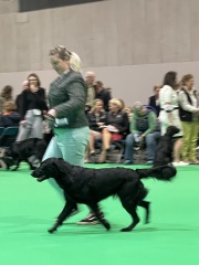 Crufts - Tips and Advice