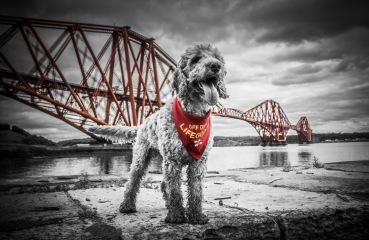A dog photo thread - please share your pics
