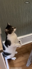 Cat walking strange