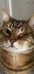 Poorly cat eye, any advice appreciated