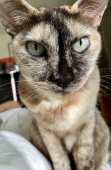 The one who must be led to the food bowl