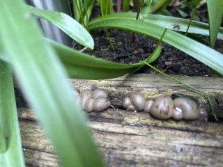 What are these weird things?