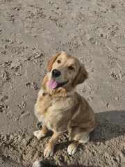 To have fallen in love with a puppy