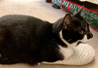 Thread 12 - TalkLair: “I say we take off and nuke the entire site from orbit. It's the only way to be sure.”