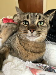 We found a lap-cat!