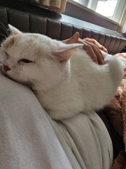 Advice needed for situation with poorly cat