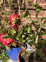 Plant ID please!
