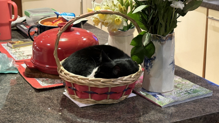 To check the cats haven't all been abducted by aliens