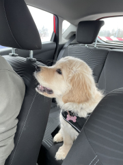 What do I need to know about getting a golden retriever?