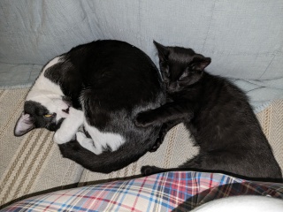 Been offered a kitten - but not sure!