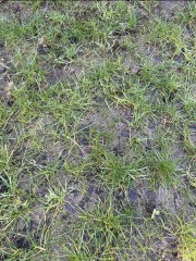 What do I need to do now to rescue this grass? (Photo) 🌱