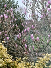 Is my magnolia dead?
