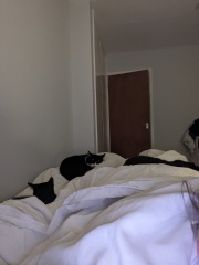 Been offered a kitten - but not sure!