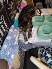 Does your cat supervise the laundry?
