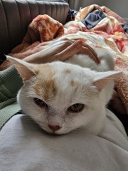 Advice needed for situation with poorly cat