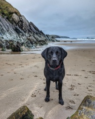 A dog photo thread - please share your pics