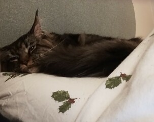 Machiavellian Misbehaviour- the Excellent Cats Deny Everything
