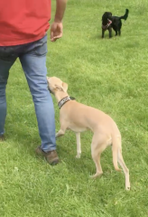 Cost of cocker spaniel?
