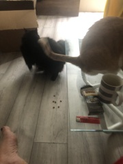 Machiavellian Misbehaviour- the Excellent Cats Deny Everything
