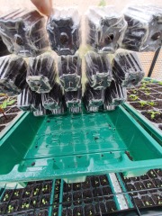 When to pot on seedlings?