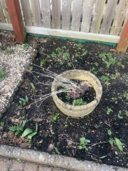 What have you done in the garden today Part 4 Spring 2024.