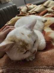 Advice needed for situation with poorly cat