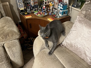 Tales and Tails and NMCs  -  the Excellent Cats March On