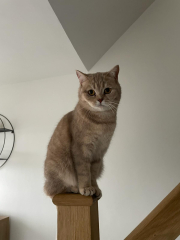 Would you offer a reward for info on a lost cat?