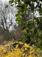 What is this yellow flower?