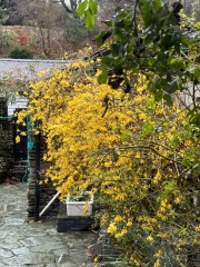 What is this yellow flower?
