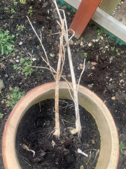 What have you done in the garden today Part 4 Spring 2024.