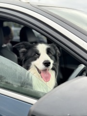 A dog photo thread - please share your pics