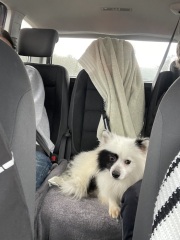 Reputable dog rescue centres - Norfolk or surrounding areas