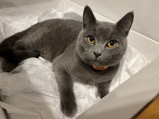 How much does your BSH weigh?