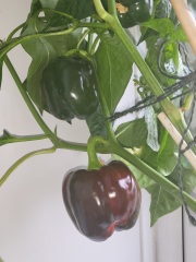 When & how to plant my peppers?