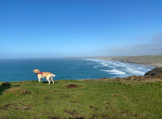 Romanian rescues anyone?