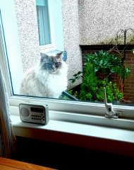 Tales and Tails and NMCs  -  the Excellent Cats March On