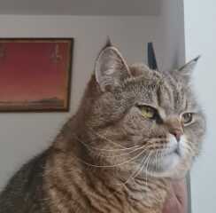 Machiavellian Misbehaviour- the Excellent Cats Deny Everything