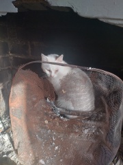 Machiavellian Misbehaviour- the Excellent Cats Deny Everything