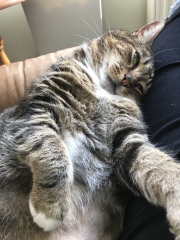 Machiavellian Misbehaviour- the Excellent Cats Deny Everything