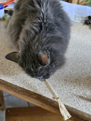 Tales and Tails and NMCs  -  the Excellent Cats March On