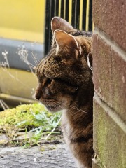 Thug cat part 5 - For he will not do destruction, if he is well-fed, neither will he spit without provocation.