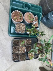 Underwhelming Nursery Delivery